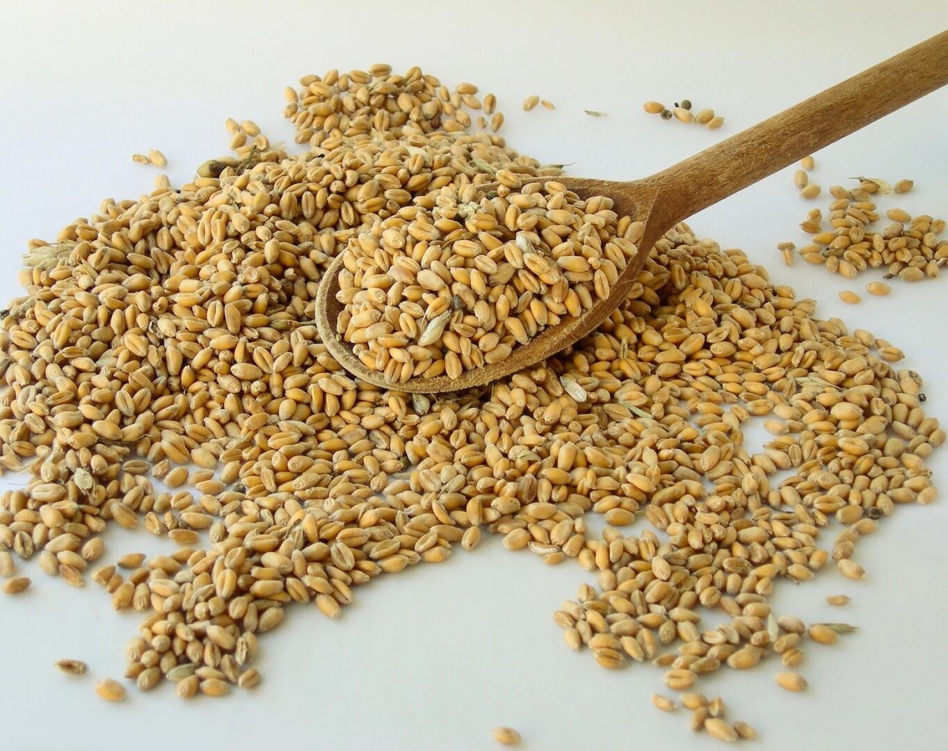 Close-up of pile of Spelt grains in a wooden spoon