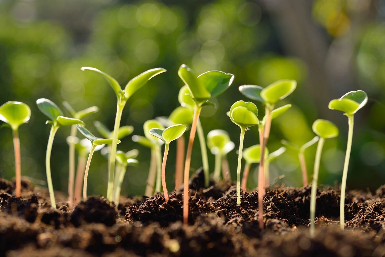 Green sprouts